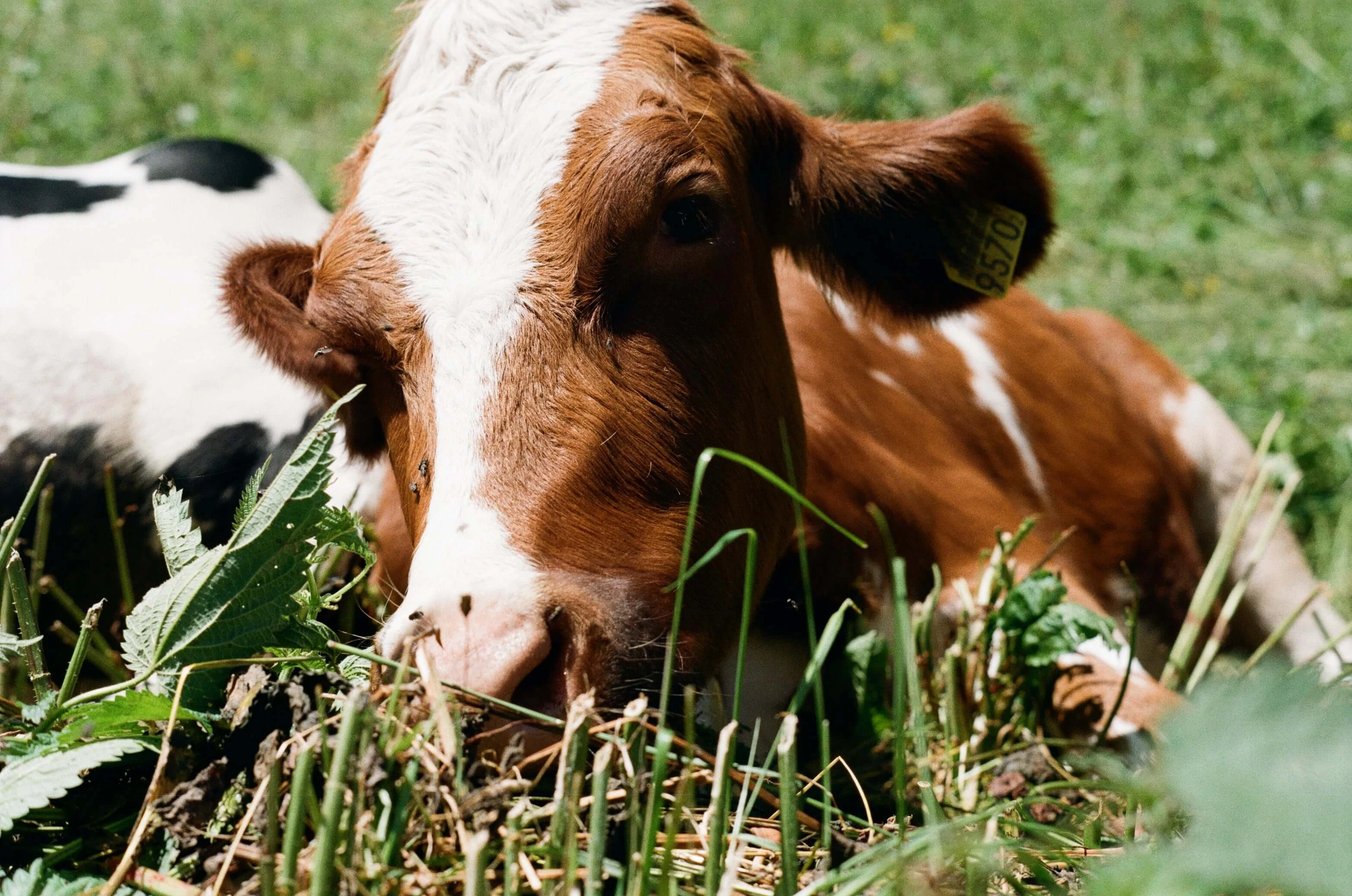 Picture from alpine-escape gallery