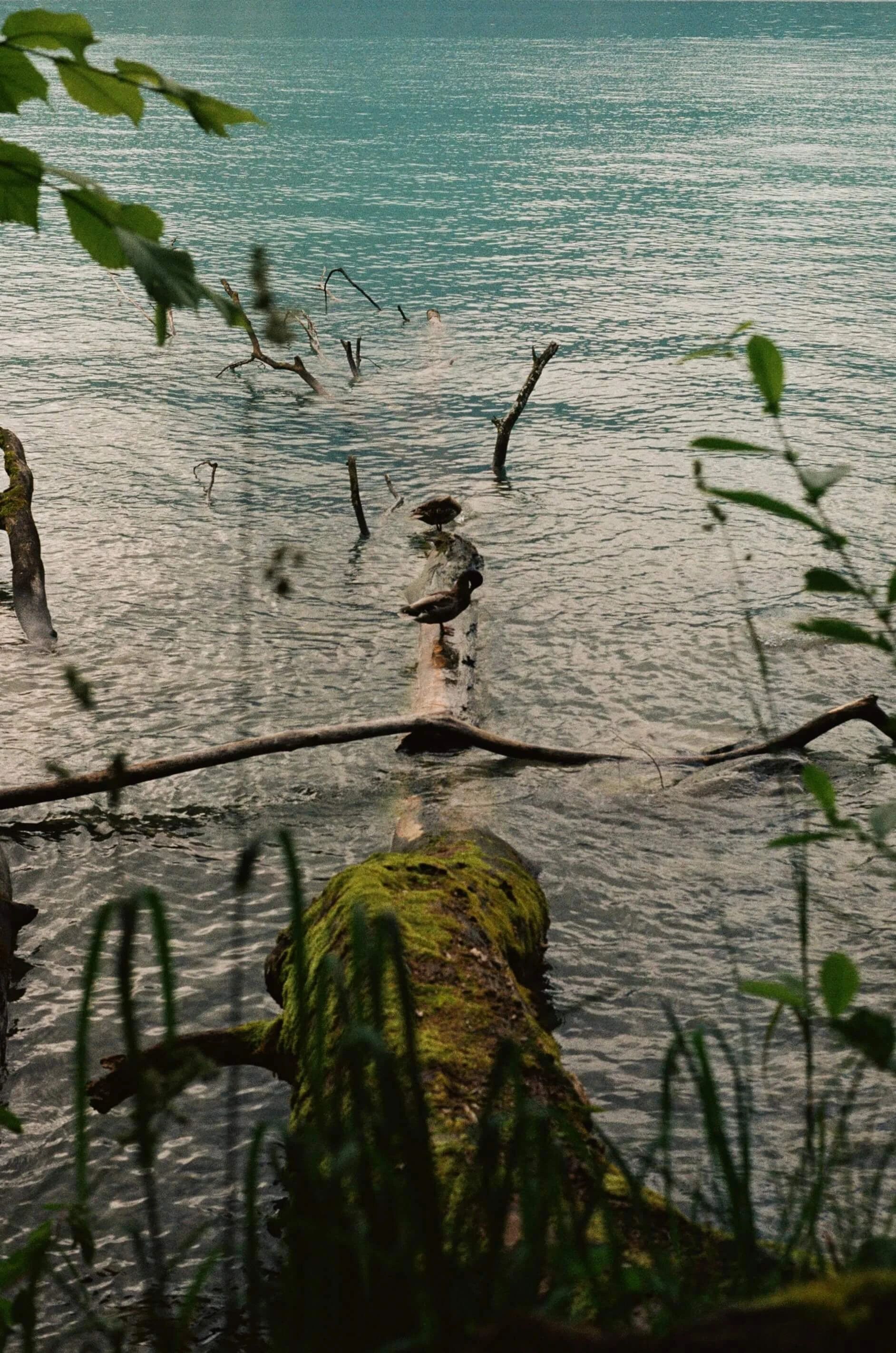 Picture from alpine-escape gallery