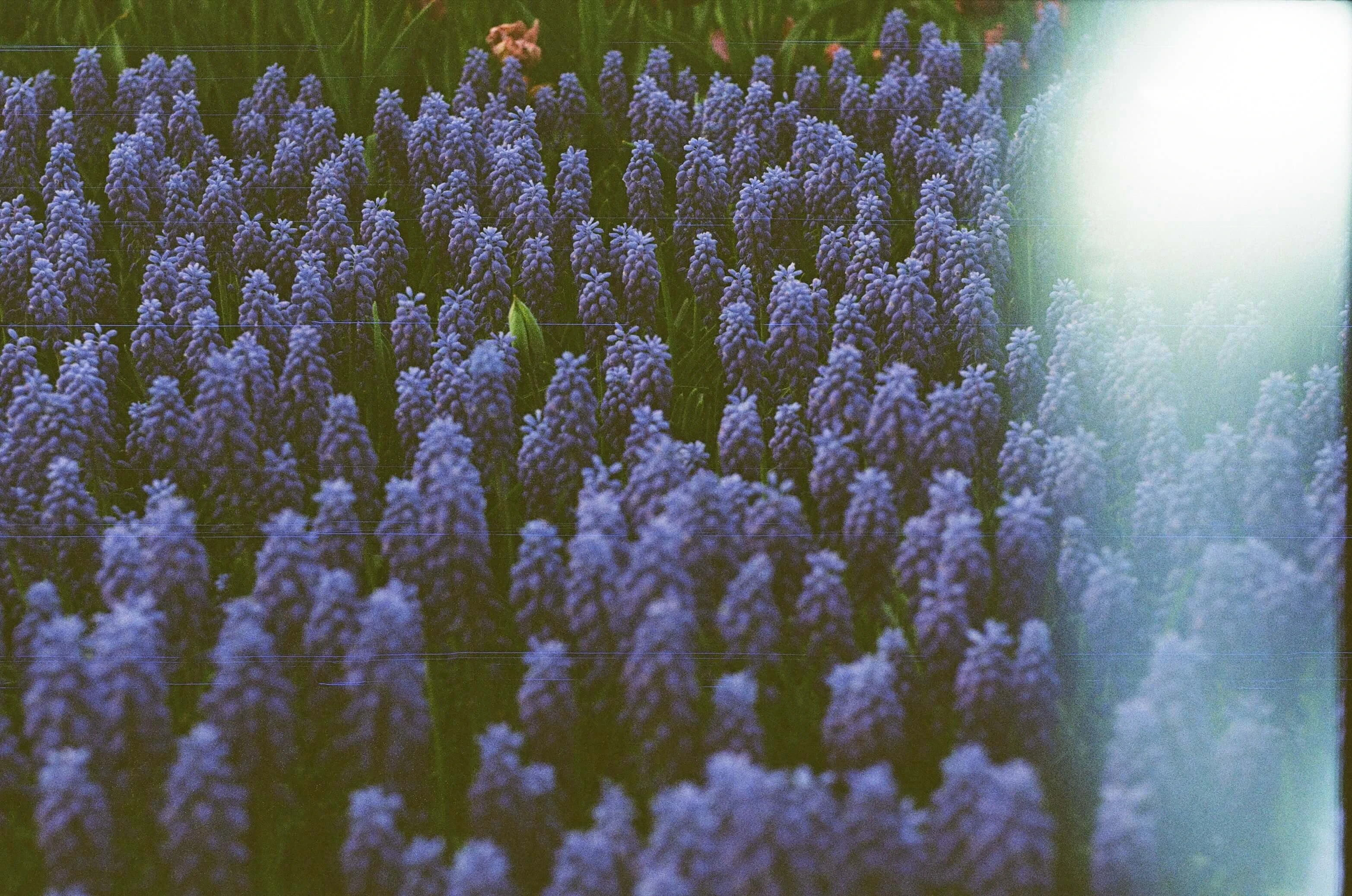 Picture from grain-of-ukraine gallery