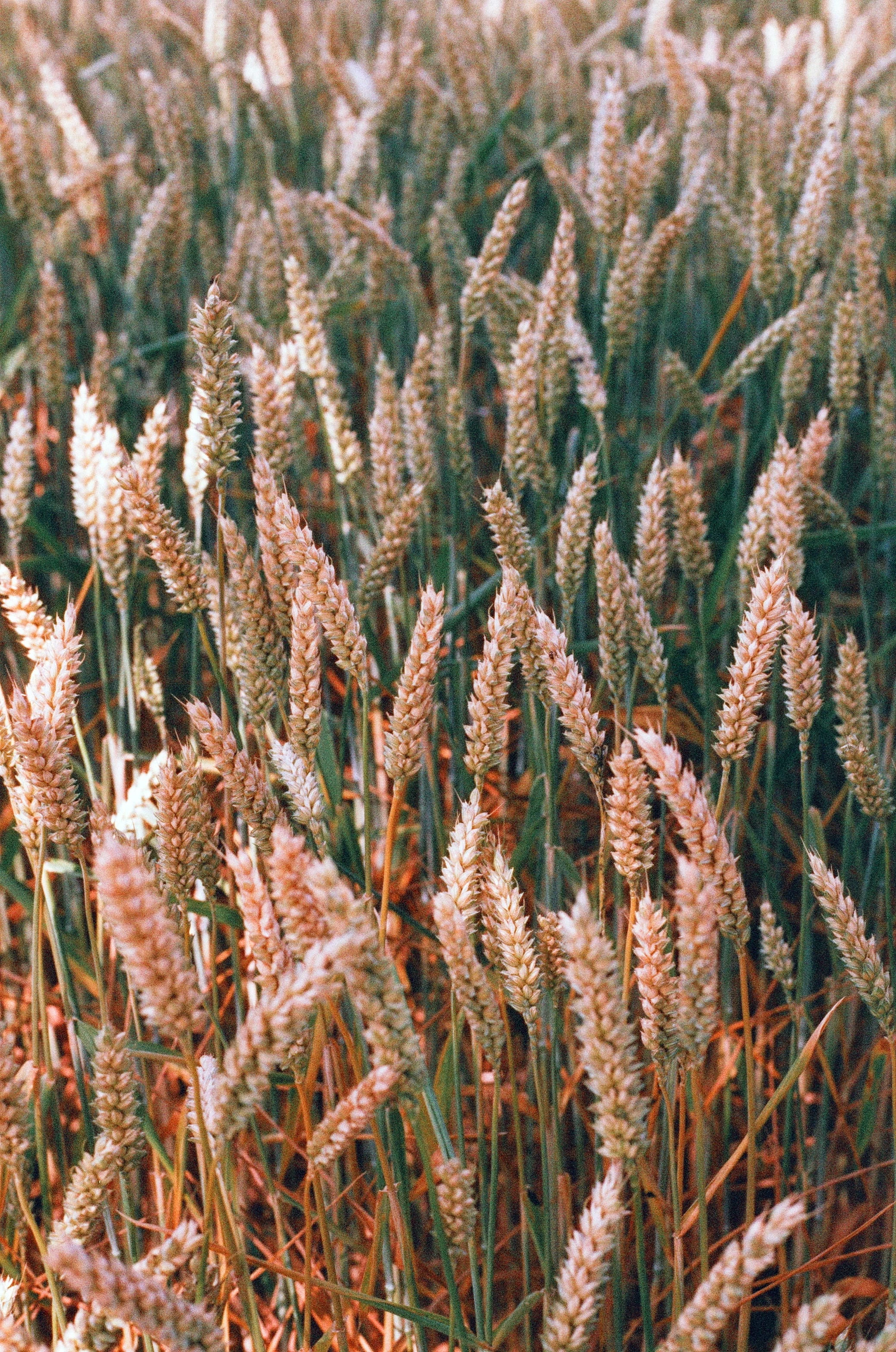 Picture from harman-phoenix gallery