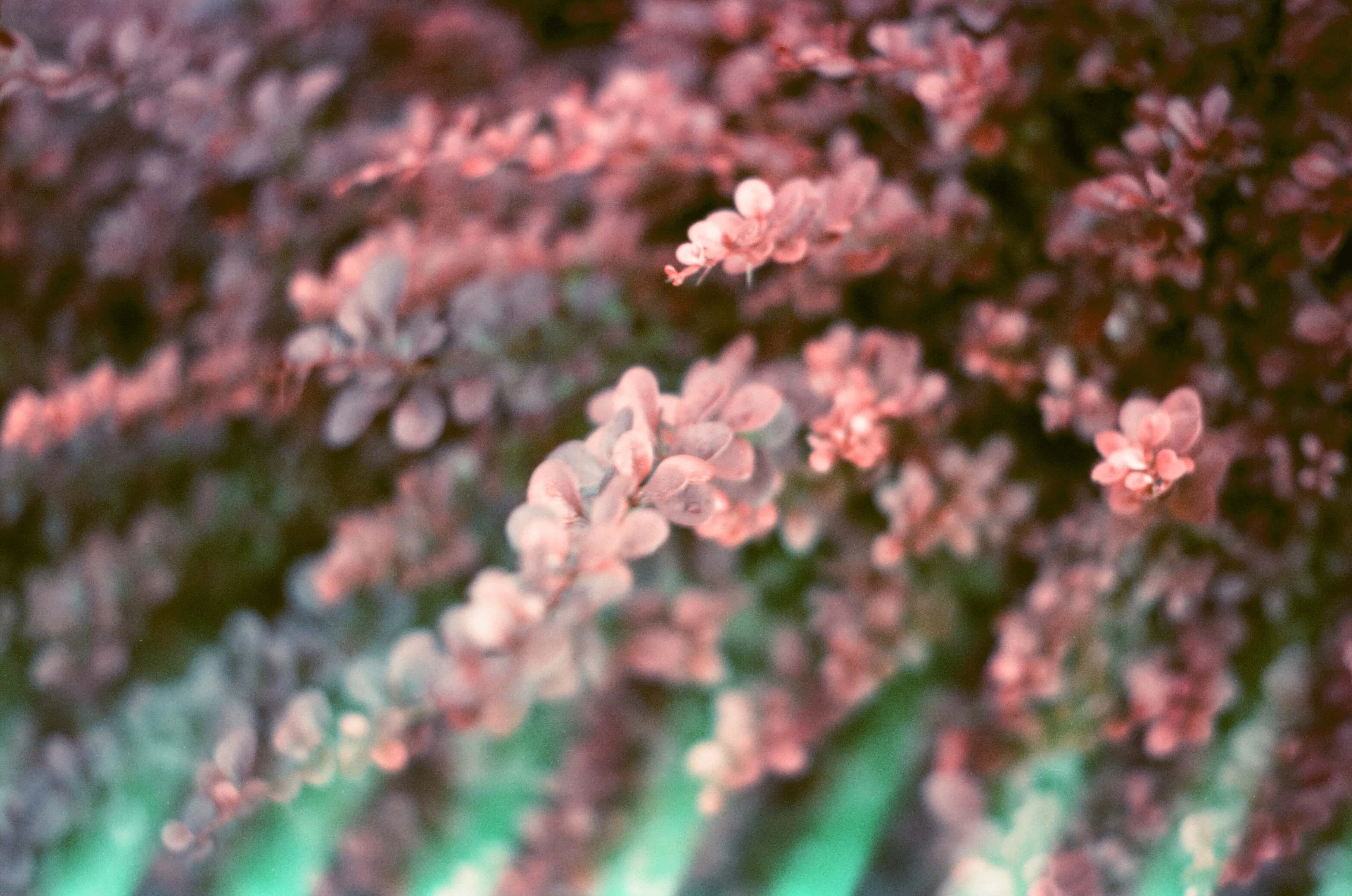 Picture from jazzy-blues gallery