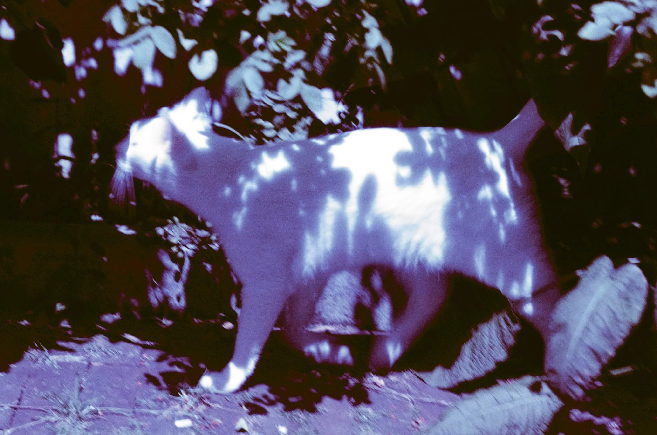 Picture from jazzy-blues gallery